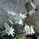 블레스블라썸(Bless Blossom) | Edelweiss
