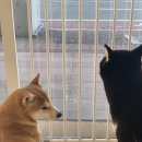 시바나라 이미지