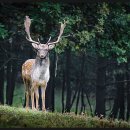 사슴꿈 노루 기린 꿈해몽 확인해요~ 이미지