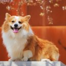 해피한 멍 이미지