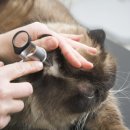 안성동물의료센터 이미지