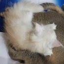 낭만고양이(강서점) 이미지