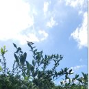 클랭블루수동커플&독채&감성숙소 이미지