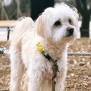 애견모델 | [공지] 테슬라 모델Y 포천 애견동반 글램핑 후기