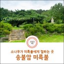 송불암 | 논산여행_소나무가 미륵불에게 절하는 송불암 미륵불