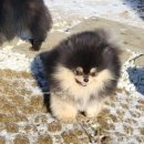 No.1 POM 이미지