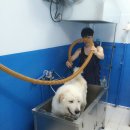 셀프 강아지 목욕탕 이미지