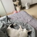 귀한족발 구리수택점 네이버블로그