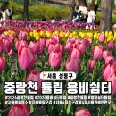 아름다운쉼터 | 2026 서울숲 공사로 튤립축제 구경 불가능? 서울숲 대신 중랑천 튤립 용비쉼터 추천!