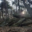 서봉산 산림욕장 1 이미지