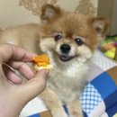 댕댕잡화점 이미지