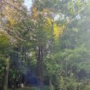 초이지아 이미지