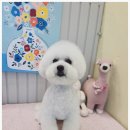 우리집강아지예쁘개 네이버블로그