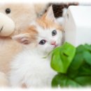 강아지분양 고양이분양 컴투펫 수원점 이미지