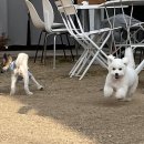 (주)피터펫 이미지