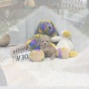 (주)이누 | 양주 강아지입양 시바이누? 천국 or 지옥? 솔직 후기