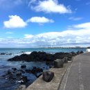 제주목화 이미지