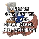 액틴 이미지