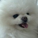 산소휴대용 | 강아지 호흡곤란 대비 휴대용 강아지 산소캔 구매후기