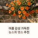 토담길 | 능소화 명소 추천, 여름 감성 가득한 주황빛 꽃길 여행