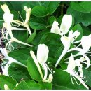 금은화민박 이미지