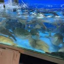 봉곡동165 | 창원 대원동 봉곡동에서 제철 대방어를 맛보고 싶다면...주말 저녁 웨이팅 후기, 대방어 부위 설명)