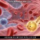 호르몬송 이미지