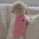 도그아이 이미지