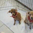 성내동물병원 이미지