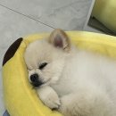 씨엘로브로우 이미지