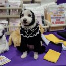 Dear My Pet | 드라이기 소음 공포 끝! 반려견 목욕 필수템 ‘디마펫 코지이어 드라이밴드’