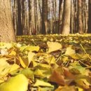 도리마을 숲 이미지