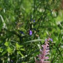 숲속이야기 이미지