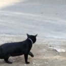 안산천서로 이미지