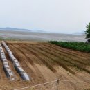 충남 서산 바닷가 토지 매매(전 809㎡, 매 2억 2천) 이미지