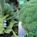 모단농장 이미지