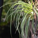 허브아일랜드 식물원 이미지