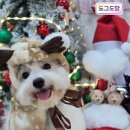 도담애견 이미지