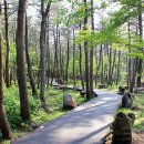 붉은오름자연휴양림 이미지