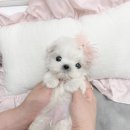 앨리스코리아켄넬 이미지