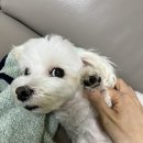 아이랑 동물병원 이미지