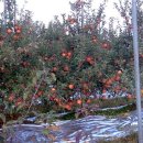 정환농장 이미지