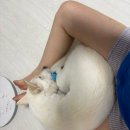 아빠랑 데이트하고 f1에 빠진 나
