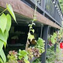 농부우렁쌈밥 이미지