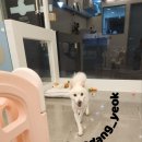 모니카애견 이미지