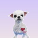 왈츠동물병원 이미지