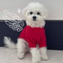 빨간내복 - 문경시 중앙시장길 31 | [BYC 개리야스] 쎅시개의 빨간내복 후기 (더이상 소년이 아닌)🐶