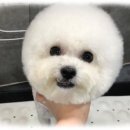 숭구리댕댕 이미지