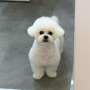 또왕또왕 Dog Salon 네이버블로그