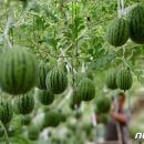 박병찬농장 이미지